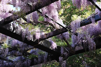 [Image2]We went to see Tenjinfuji in Tenjinyama Ryokuchi Park.Wisteria flowers growing from a large tree wra