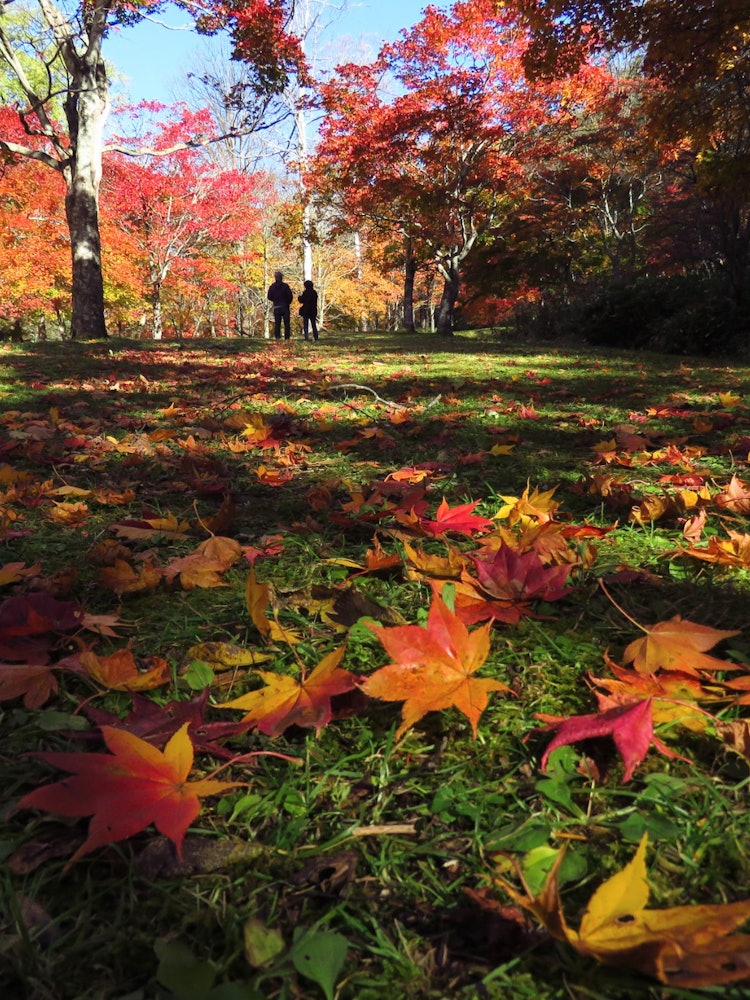 [Image1]It is the autumn leaves of Fukuhara Sanso in Shikaoi Town, Hokkaido.Almost all the maples are scatte