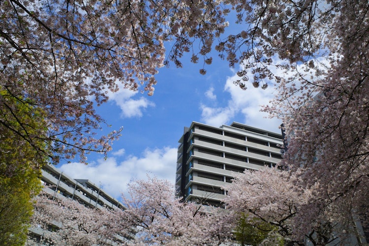 [相片1]在东京立川市的一个公园里。 平常生活中的蓝天和樱花。