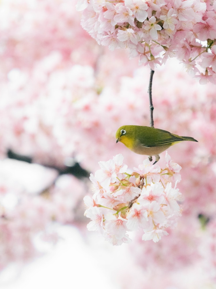 [Image1]These are Kawazu cherry blossoms and mejiro.Kawazu cherry blossoms are early blooming cherry blossom