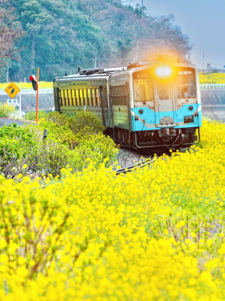 [Image1]Iyo, Ehime (Recommended spots in Ehime Prefecture)#Rapeseed field of leap juvenile #Yosan Line 👈Toda