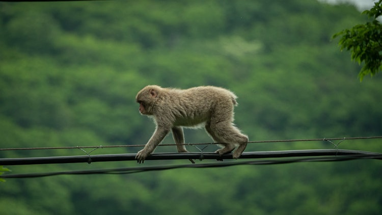 [이미지1]밧줄을 타고 여행하는 원숭이.우리가 가는 곳은 어디입니까? 우리도 오랜만에 멀리 여행하고 싶다.