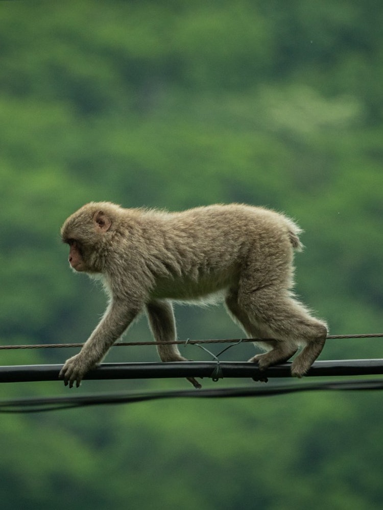 [画像1]ロープを伝うお猿。どこへ向かうのでしょうか。 我々も久しぶりに遠くへ旅に出たいです。
