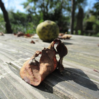 [Image1]Autumn on the table