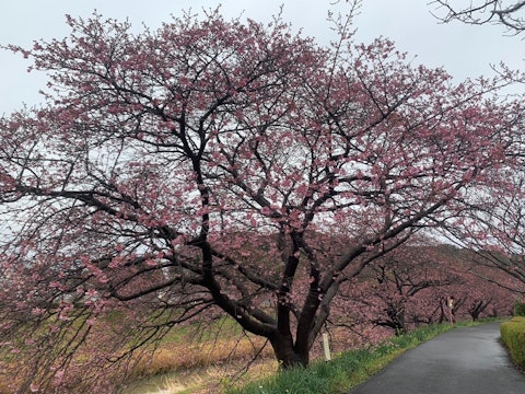 [画像1]2/6　第26回みなみの桜と菜の花まつり開花情報今年の桜は早いです。役場裏→2～3分咲道の駅裏→5～7分咲（見頃）全体的にも下流側から続々と見頃となっております。2月下旬には散る可能性が高いです。
