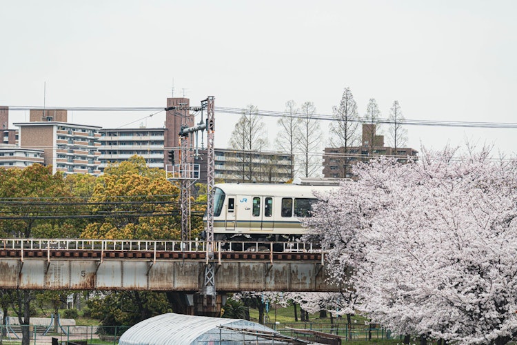 [相片1]JR列车在大阪大川的铁桥上运行。在JR樱宫站附近，您可以在背景中加入樱花运行的火车的图像，例如。
