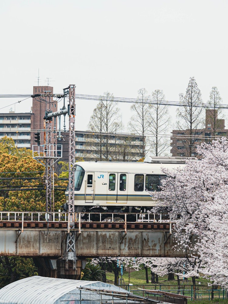 [画像1]大阪大川の鉄橋を走るJR電車。JR桜ノ宮駅近くでは、このように桜を背景に走る電車の姿を盛り込むことができます。