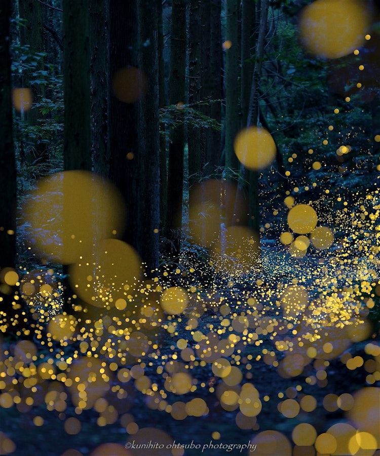 [相片1]「公主螢火蟲舞林」地點：西日本＊~公主螢火蟲舞林~午夜時分，當大家入睡時，公主螢火蟲在森林深處散發出神秘的光芒，場面十分壯觀。