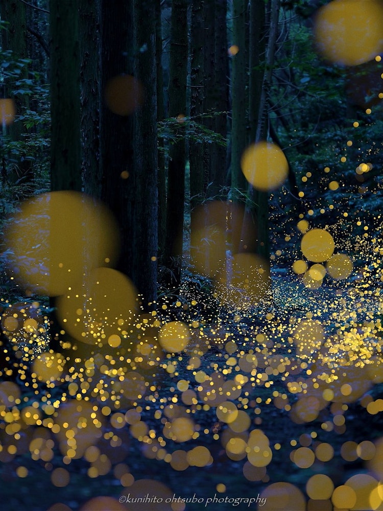 [Image1]「Princess firefly dancing forest」location：West Japan＊～Princess firefly dancing forest～At midnight wh