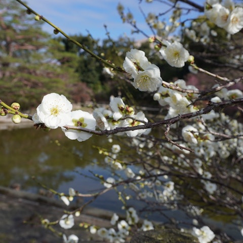 [Image1]The city todayThe Ume Plum Ume Plum Shrine is in full bloom.