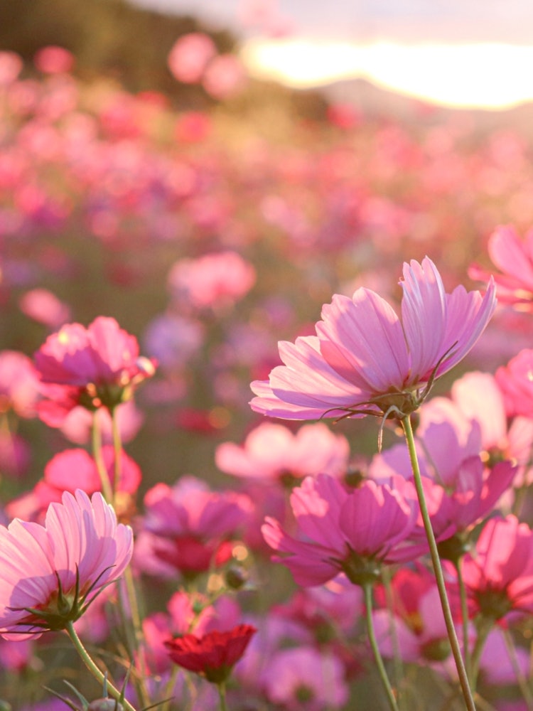 [Image1]Cosmos field in Minara, Toon City, Ehime PrefectureThe autumn air, autumn wind, and autumn sunset br