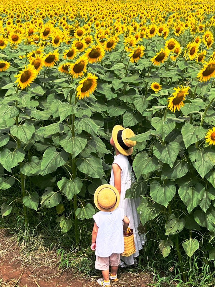 [相片1]陽光明媚和溫暖的夏日最適合戶外活動和短途前往花田。向日葵農場是孩子們最好的夏日景點之一。他們四處奔跑，親近大自然。在這裡，兩個小孩子在向日葵節期間在清瀨向日葵田享受一日游。