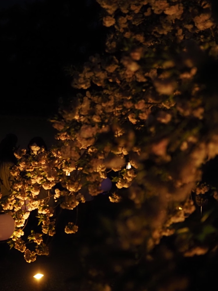 [相片1]在京都二条城的灯光下拍摄。樱花在晚上灯火通明，一切都非常好。
