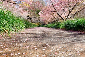[画像2]鋸南町役場からの、頼朝桜（河津桜）の開花情報です。～R6.2.26撮影～頼朝桜の現在の開花状況は、鋸南町全体で満開を過ぎ、散り始めとなっており、葉が目立ってきている木もあります。今後は風雨の影響で散っ