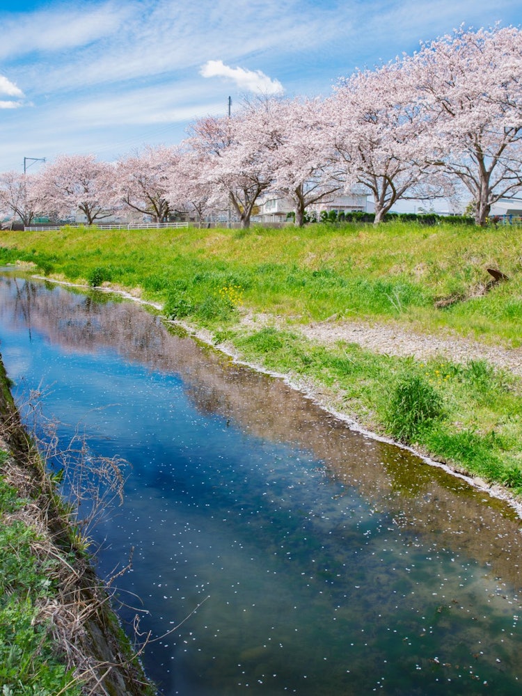 [Image1]It is a row of cherry blossom trees in Chikuzen Town, Asakura District, Fukuoka Prefecture, and the 