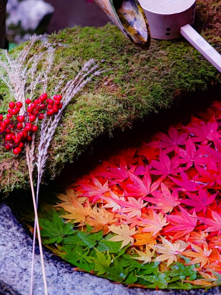 [이미지1]일본의 가을.야나기타니 칸논(Yanagitani Kannon)의 단풍 분수.형형색색의 단풍을 모아 방문객의 눈을 즐겁게 하는 맛이 바로 일본인 특유의 환대 정신이라는 사실에 감동을