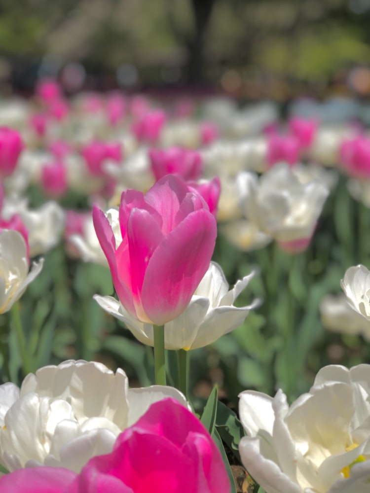[Image1]Showa Kinen Park Tulips.Pastel colors of pink and white make you feel spring.