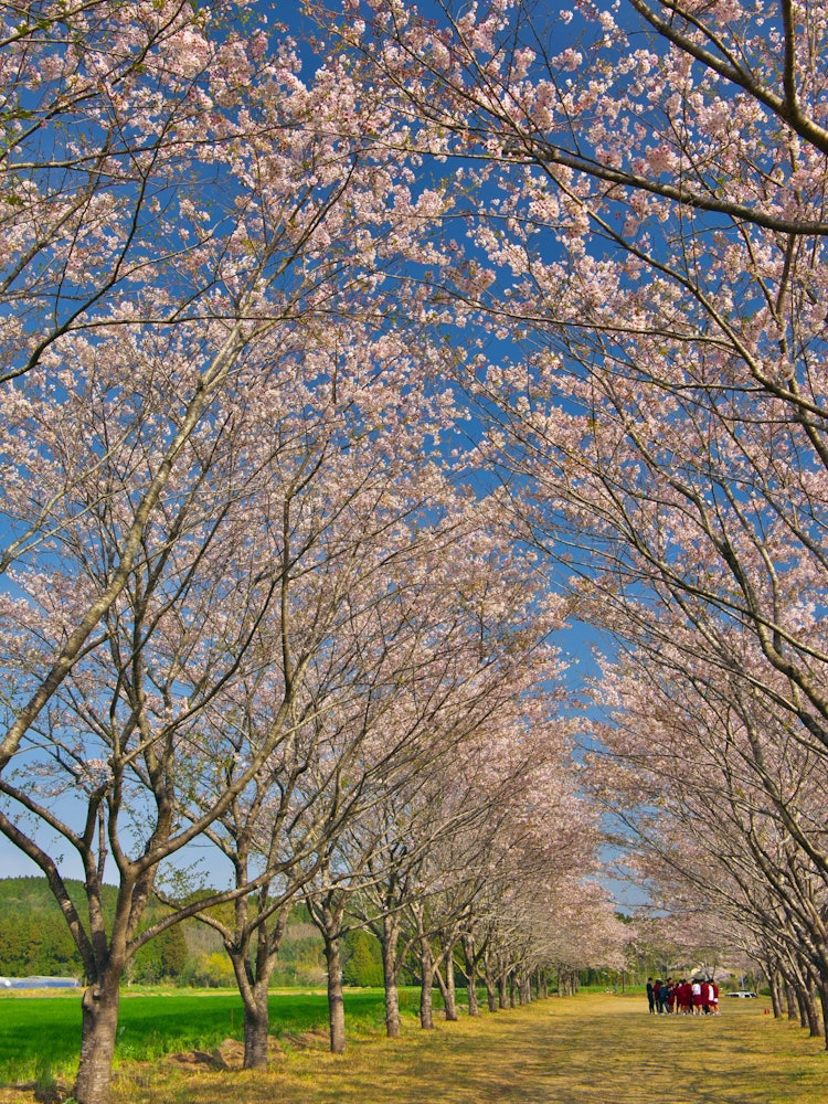 [相片1]地點：宮崎縣小林市牧場之櫻它是小林市著名的櫻花景點「牧場之櫻」。。