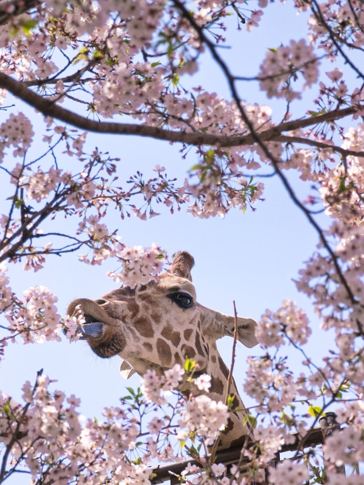 [Image1]Kobe Municipal Oji ZooWell,😋 the giraffes here always eat cherry blossoms in spring.