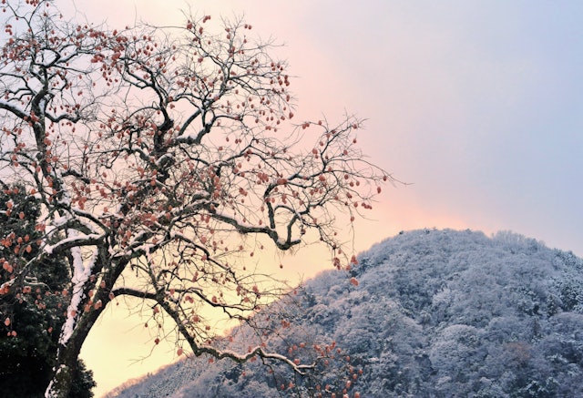 [画像1]和歌山県かつらぎ町の串柿の里と呼ばれている四郷地区で撮影しました冬の残り柿です。４００年の歴史を誇る日本一の串柿生産地です。
