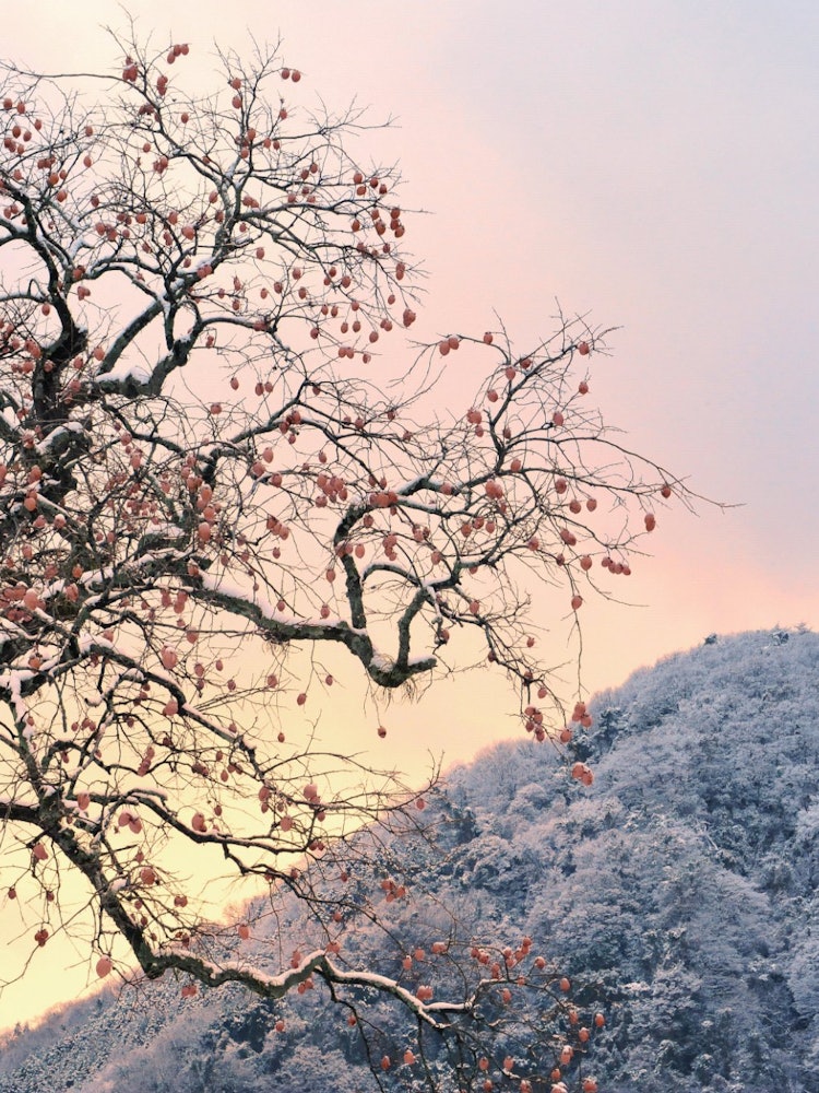 [画像1]和歌山県かつらぎ町の串柿の里と呼ばれている四郷地区で撮影しました冬の残り柿です。４００年の歴史を誇る日本一の串柿生産地です。