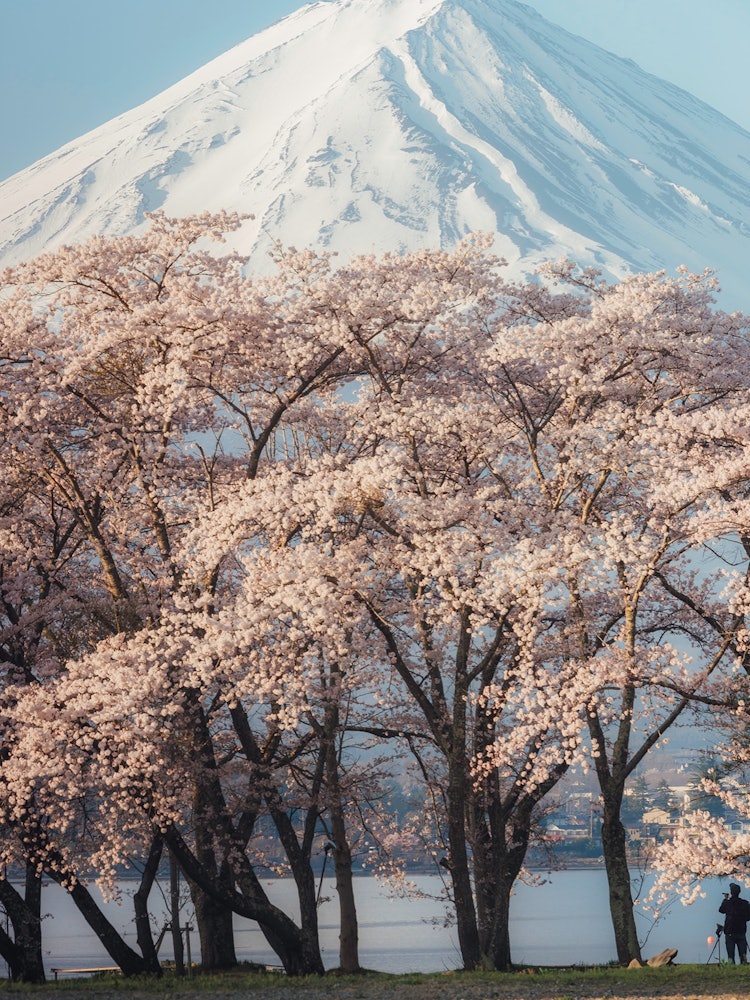 [画像1]並木桜と富士山河口湖湖畔に撮影しました山梨県河口湖湖畔にて