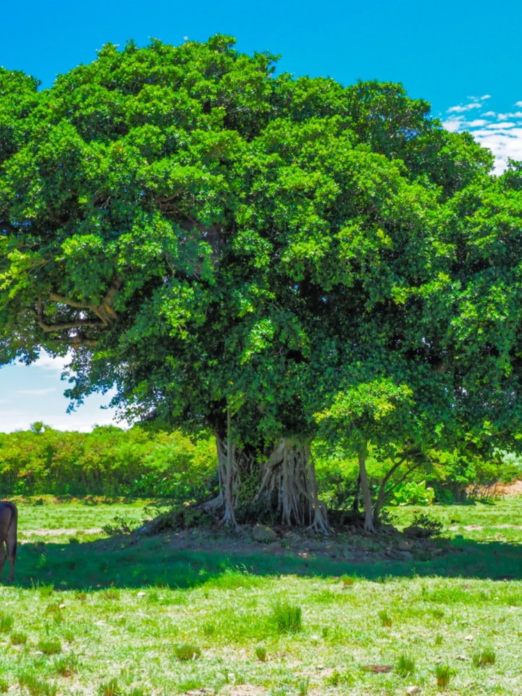 [Image1]Scenery of Kohama IslandChuraSugar Roadcowemerald greenKitanohama (Nishi no Hama)