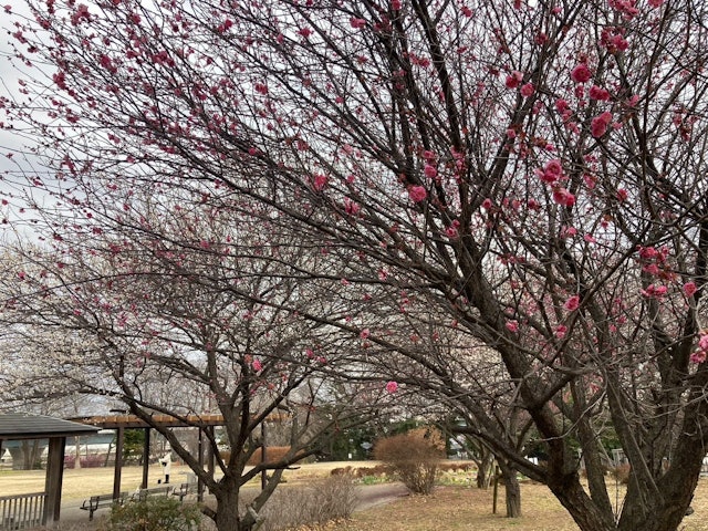 [Image2]【Isehara Flower Information】2024.02.02Ume Plum Blossom・ Hyuga Yakushi ... It is beginning to bloom・ 