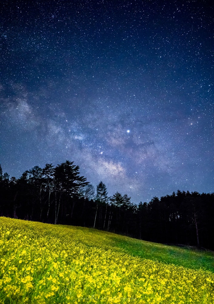 [Image1]Rape fields and the Milky Way in the Zhongshan Highlands