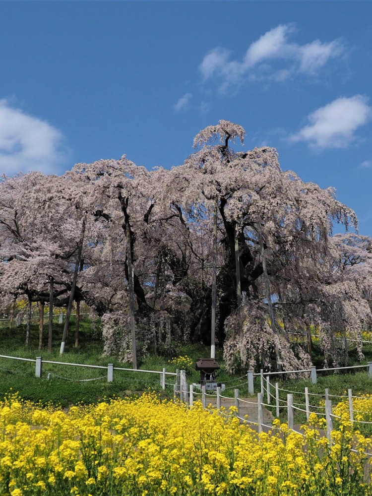 [이미지1]후쿠시마현 미하루초에 있는 다키자쿠라는 일본 3대 벚꽃 중 하나입니다. 국가 천연기념물로 지정된 최초의 유명한 벚나무입니다. 수령 1,000년이 넘었다고 하는 붉은 가지와 처진 벚