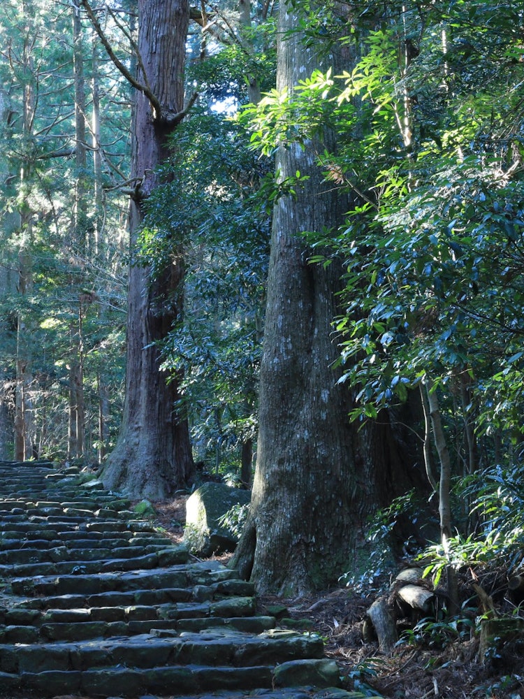 [Image1]I took this photo at Daimonzaka on Kumano Kodo.It is very pleasant to walk on the stone steps while 