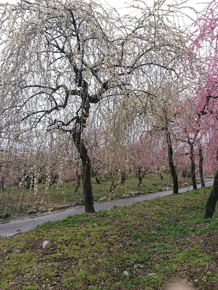 [Image1]@いなべ市農業公園 Photo taken in MarchI went to see the weeping plum after the rain just before the state of
