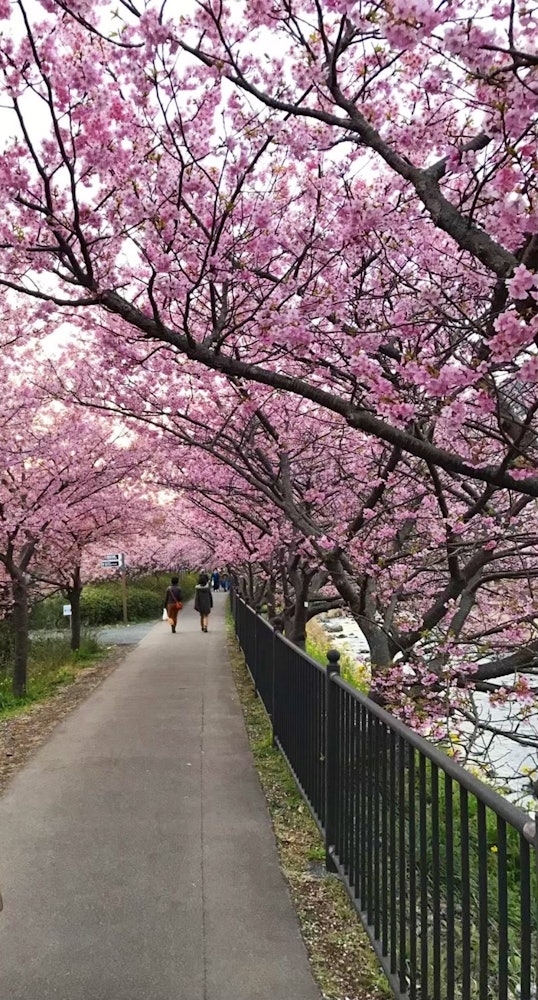 [画像1]子供の頃から桜並木を見るのが夢でした。私が育った桜の木はないので、テレビでしか見ません。そして2017年、静岡県河津市で桜ツアーをしました。😍カワズザクラは、最も早く咲くタイプの桜の1つです。この写真