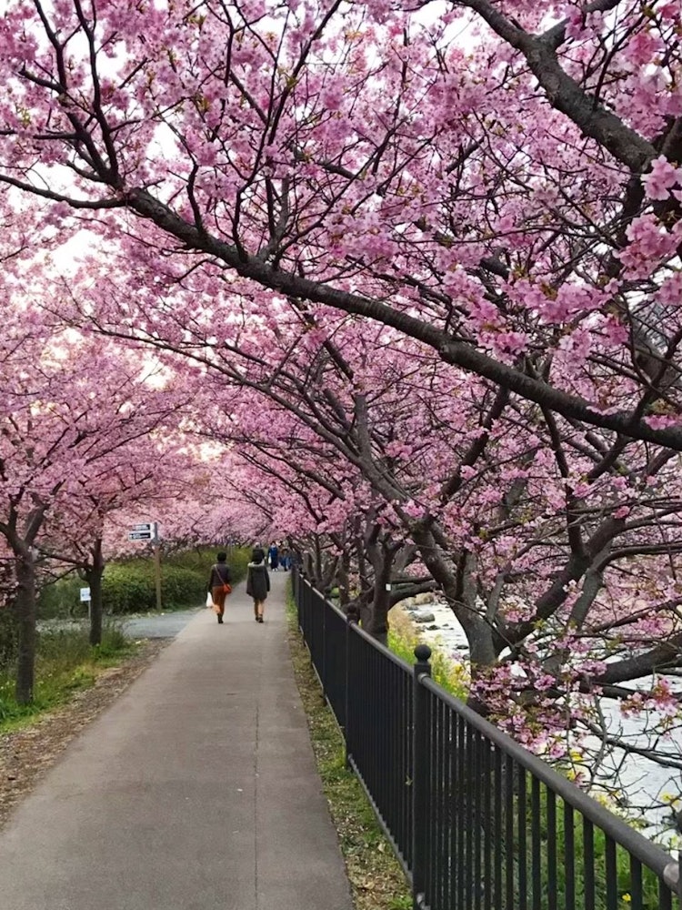 [相片1]從小到大，看到一排櫻花樹一直是我的夢想。我長大的地方沒有櫻花樹，所以我只在電視上看到它們。然後在2017年，我在靜岡縣河津進行了櫻花之旅。😍河津櫻是最早開花的櫻花之一。這張照片拍攝於2017年2月，許