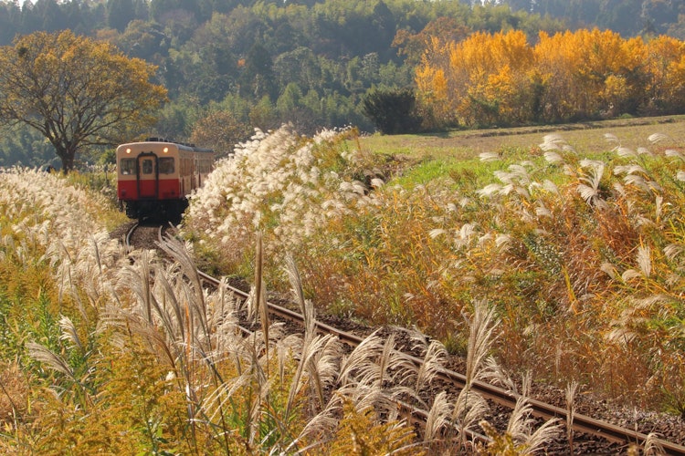 [相片1]【千葉的寶物】~小湊鐵路是一條有趣的鐵路，可以觀看，乘坐和拍照。~您可以在四個季節享受它，所以請去千葉~（笑）~鐵路：小湊鐵道