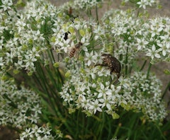 [이미지2]음식 부추에 꽃이 피고,꿀벌과 카나 분,꿀을 찾으러 왔습니다.