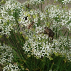 [Image2]Flowers bloom in the food leek,Bees and Kanabun,Came in search of nectar.
