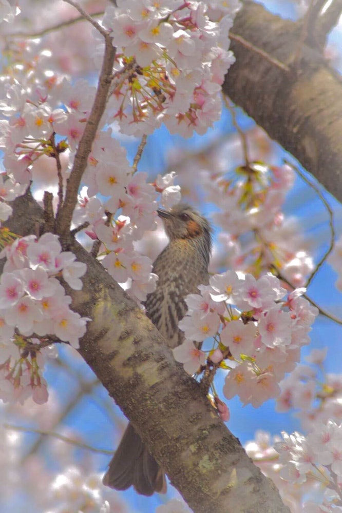 [画像1]桜の木に止まっていた鳥。「飛ばないでね」と念じながらの撮影。願いが通じて桜と鳥のコラボを撮る事が出来ました。 (あまり綺麗な鳥ではないですが)