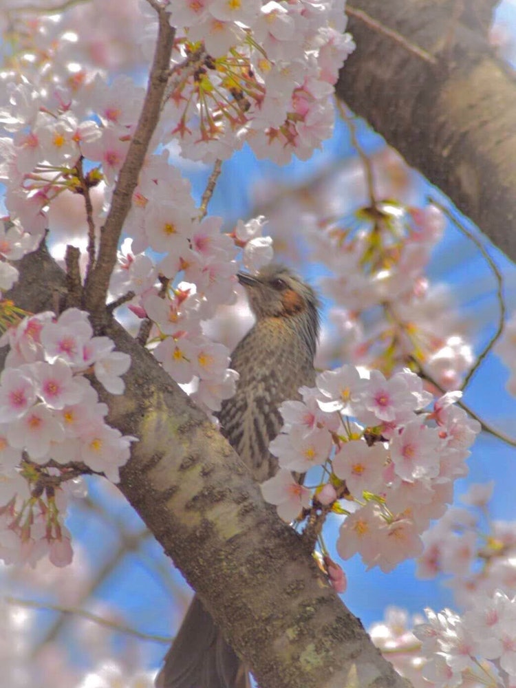 [Image1]A bird perched on a cherry tree.