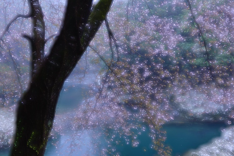 [相片1]这是一种山樱花，沿着和歌山县小泽川町的山间溪流盛开。 和我之前发布的鸟居（神社门）一样，我拍摄了多次曝光（这次是两层）。