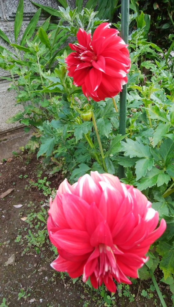 [Image1]It is a dahlia that was blooming in the flower bed of a neighboring house. Beautiful, isn't it? I ca