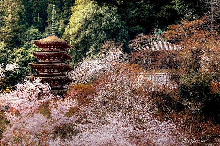 [이미지1]Choukokuji Temple 2024 봄솟아나다 벚꽃과 가을에는 단풍을 즐길 수 있을 뿐만 아니라 앞으로의 계절에는 수국을 즐길 수 있는 멋진 절입니다.사쿠라이시 나라 쵸코쿠지