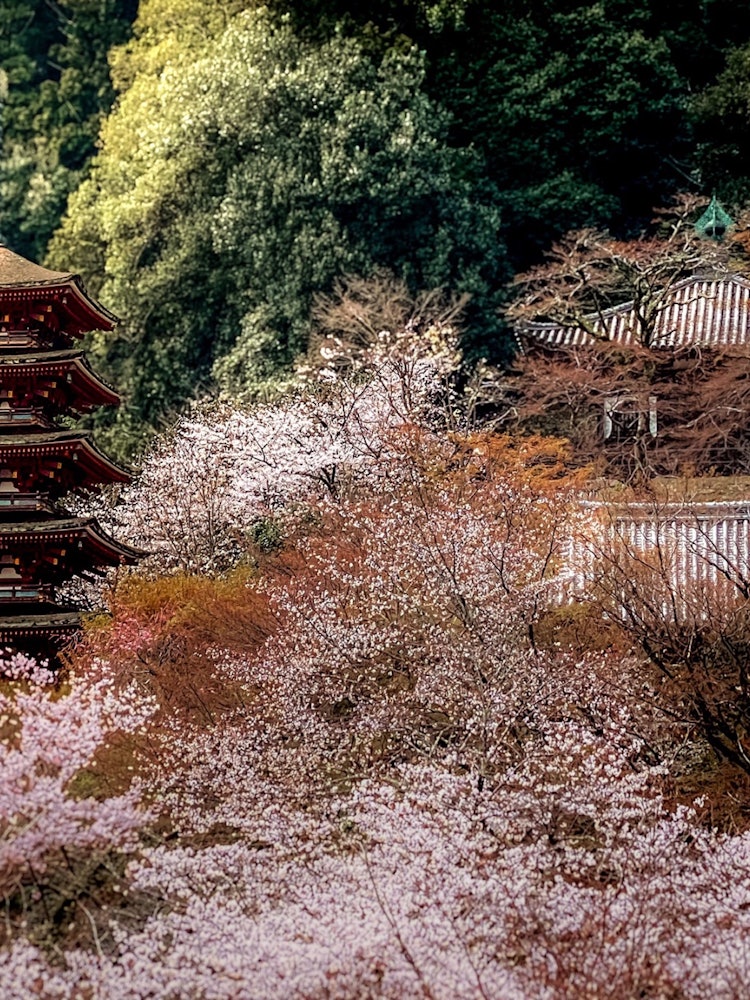 [相片1]Choukokuji Temple 2024 春季除了在春天欣賞櫻花，在秋天欣賞紅葉外，這裡還是一座美妙的寺廟，您可以在即將到來的季節欣賞繡球花。櫻井市奈良長國寺