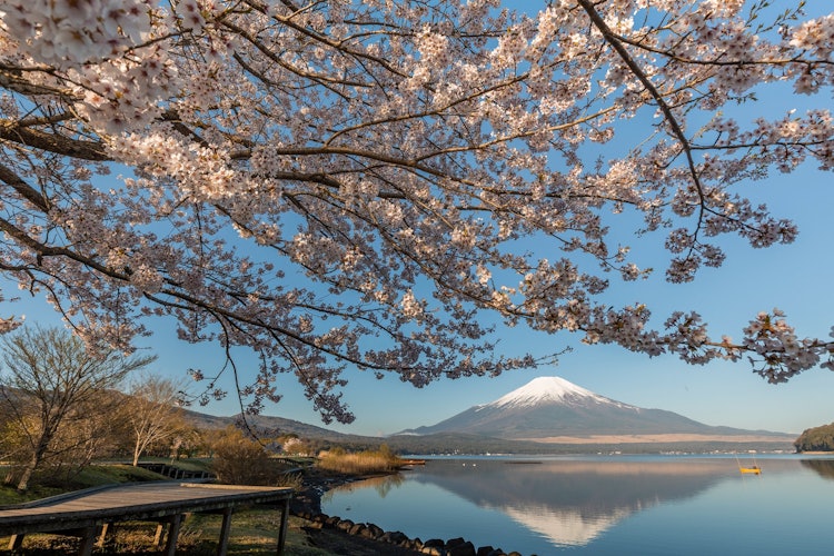 [이미지1]아침에는 야마나카 호수의 벚꽃과 거꾸로 된 후지산야마나카코 마을, 야마나시
