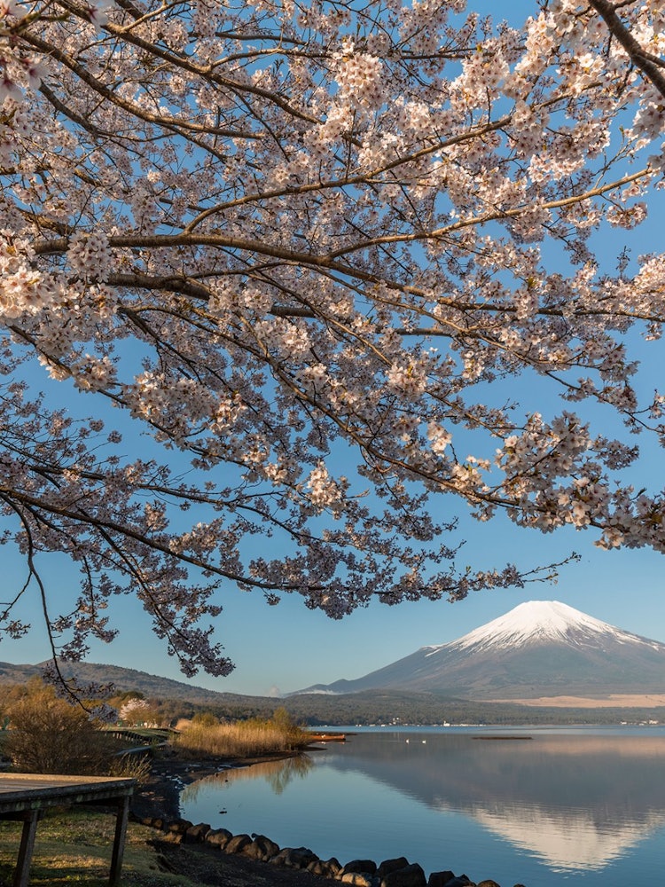 [Image1]Cherry blossoms at Lake Yamanaka and upside-down Mt. Fuji in the morningYamanakako Village, Yamanash
