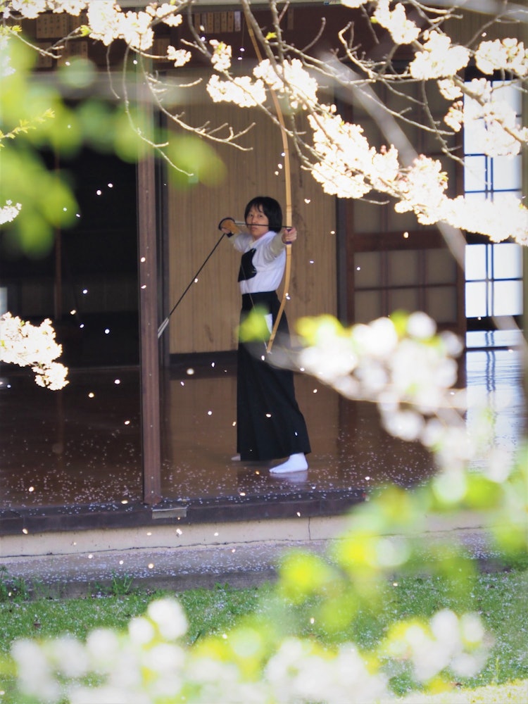 [画像1]晴天に誘われて、山形市の霞城公園に桜を見に訪れました。 桜は盛を過ぎ散り始めていました。 城の石垣の上を歩いていると、只々穏やかな桜吹雪の中、凛とした射的の音がしていました。 矢が弓を放れる音、的を射
