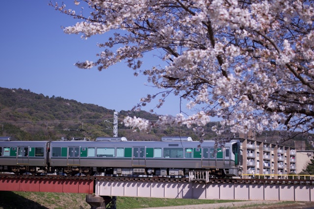 [Image1]奈良の桜と電車の風景です。川の上の橋を、颯爽と走る電車とそれを待つような桜が、綺麗な風景を作ります。川には鴨などもおり、とても美しいです。あまり人もいない、秘密のスポットです。