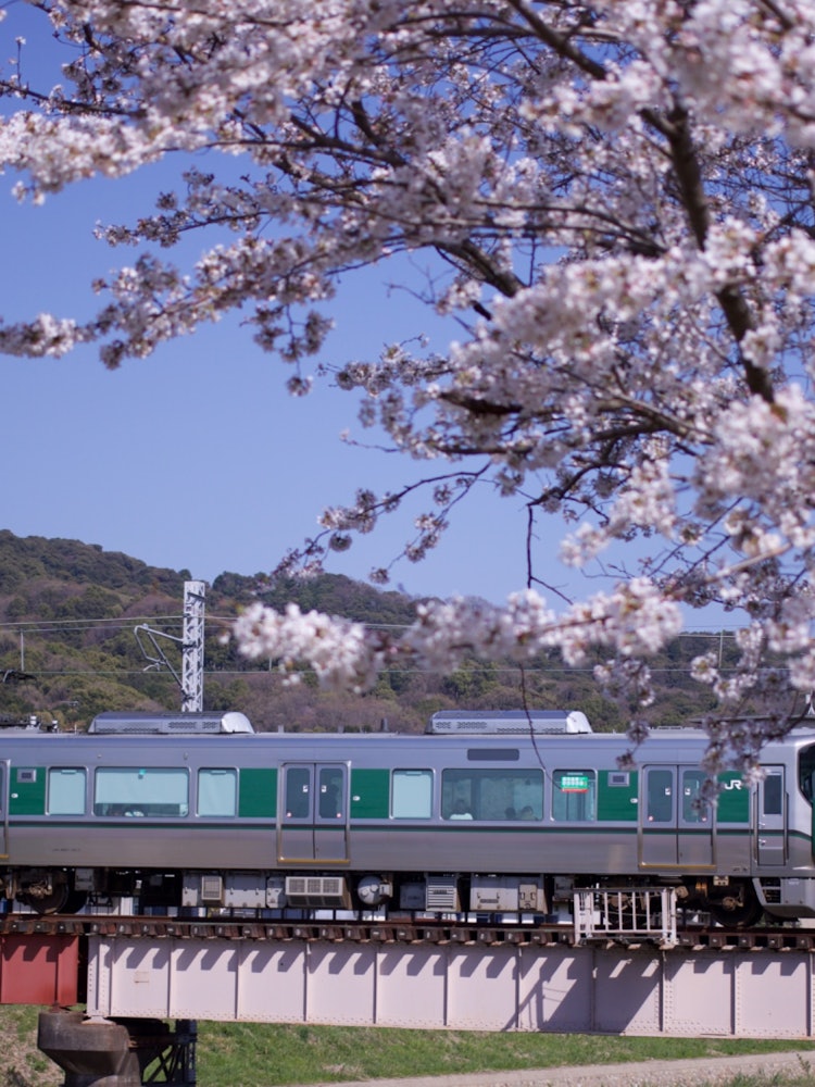 [相片1]這是奈良的櫻花和火車的風景。河上橋上的輕快火車似乎等待它的櫻花營造出美麗的風景。河裡還有鴨子，非常漂亮。人不多，是個秘密地點。