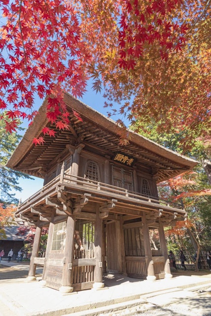 [画像1]紅葉に包まれる平林寺こちらは、埼玉県新座市にある　　　　　　　　　　　「平林寺」歴史古き良きお寺です。紅葉の時期になると広大な境内の紅葉が見頃を迎えます。一周ゆっくり回れば１時間ほどかかり、紅葉巡りに
