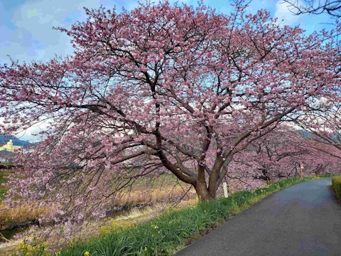 [Image1]The 26th Minami Cherry Blossom and Rape Blossom Festival2/10 (Sat) Flowering information and parking